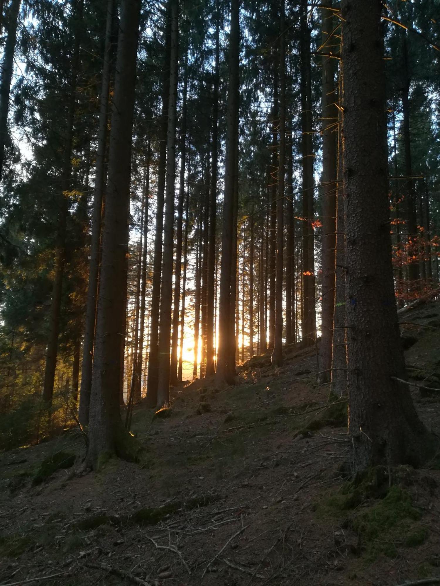 Ferienwohnung Sonnenhuegel Wildemann Bagian luar foto